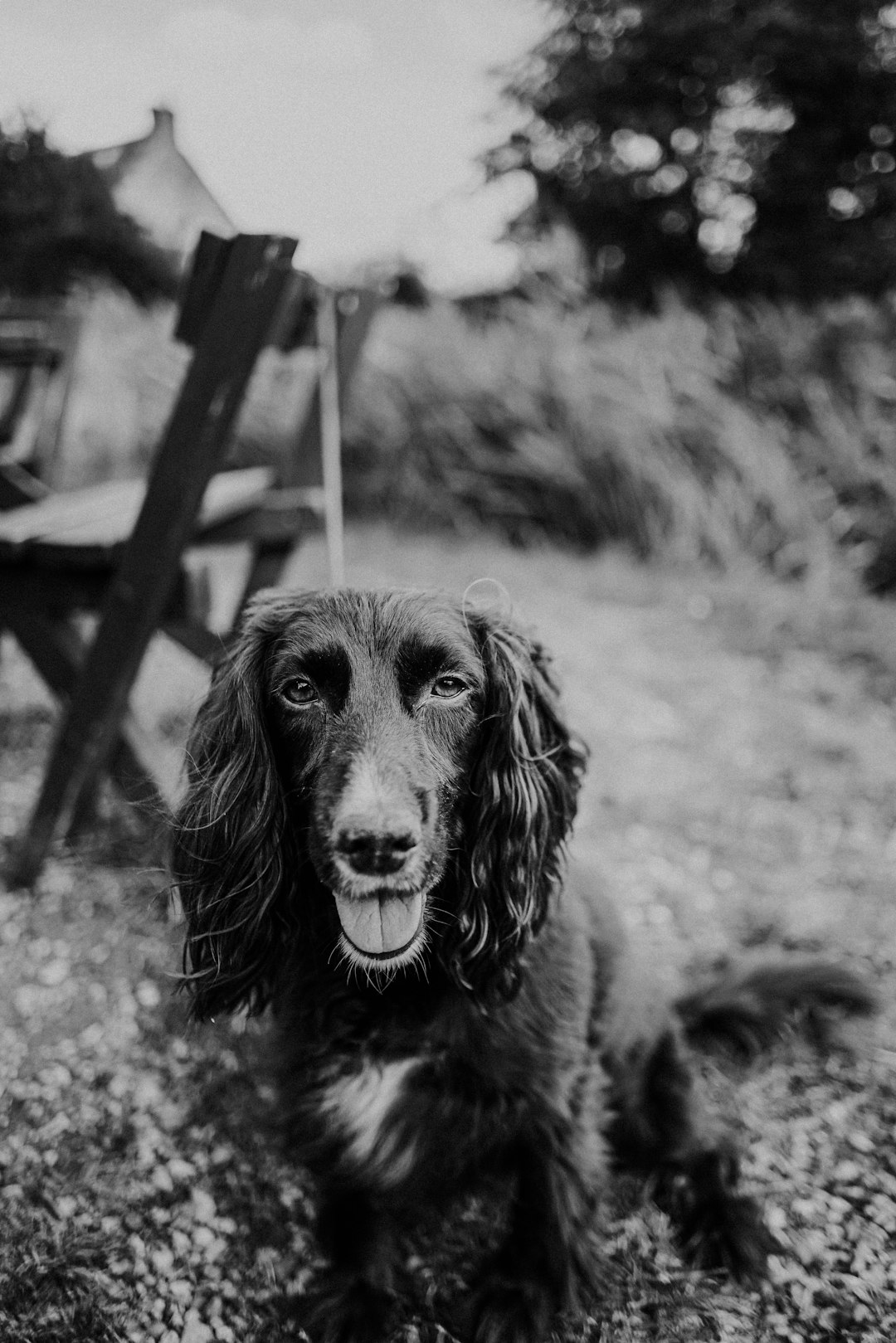 black short-coated dog