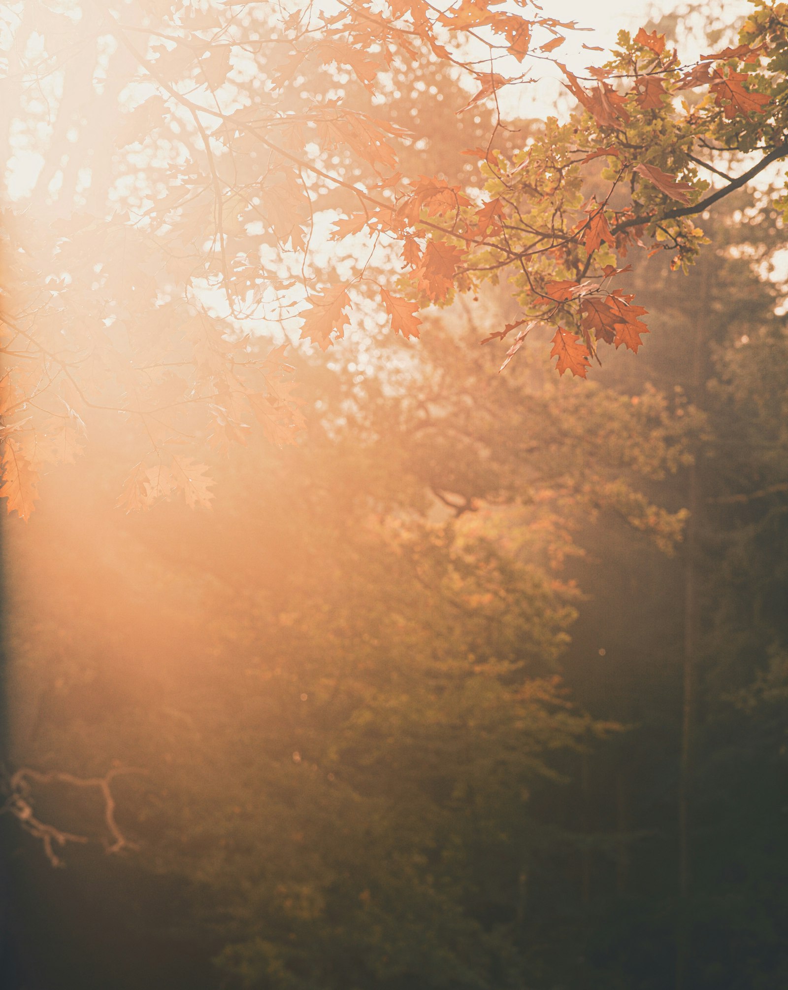 Sony a7 + Sony FE 70-200mm F4 G OSS sample photo. Beige leafed trees photography