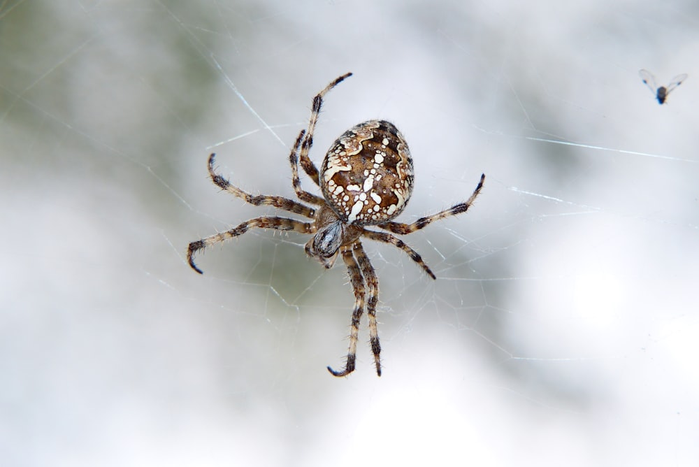 a close up of a spider on a web