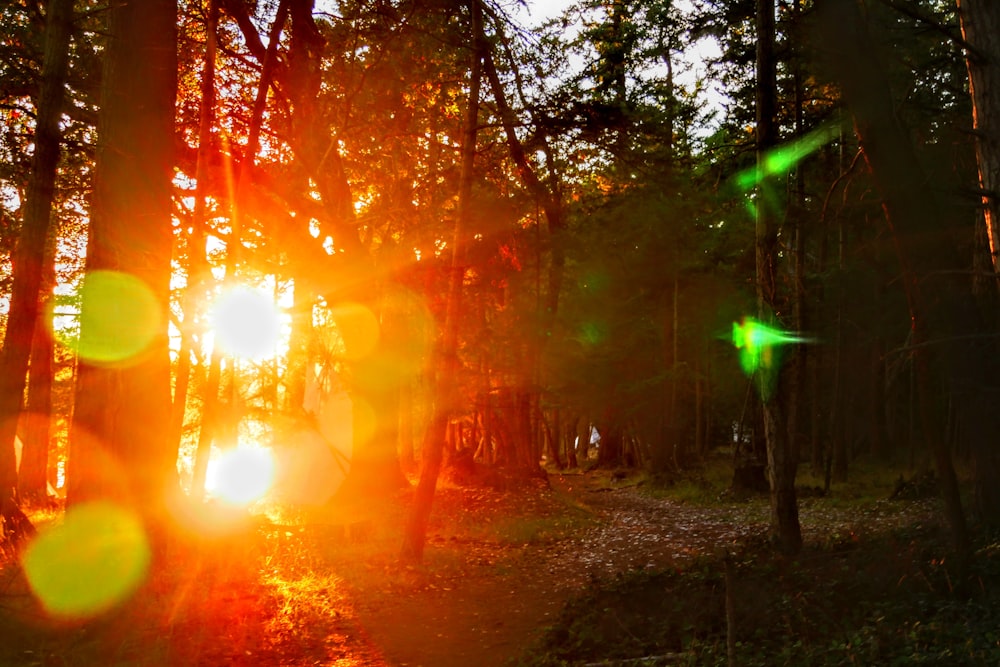 sun rays coming through tall and green trees