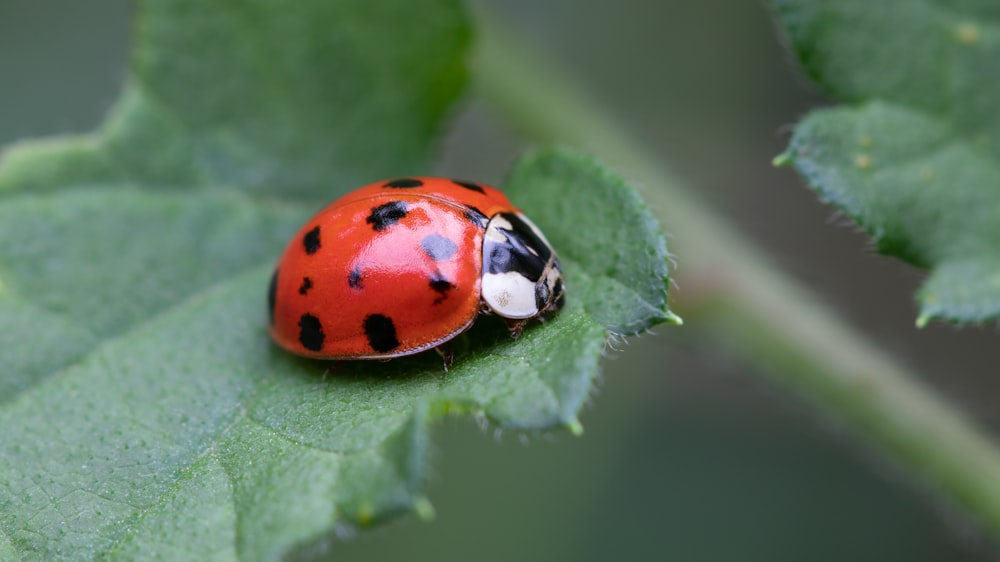 Fotografia macro de joaninha na folha verde