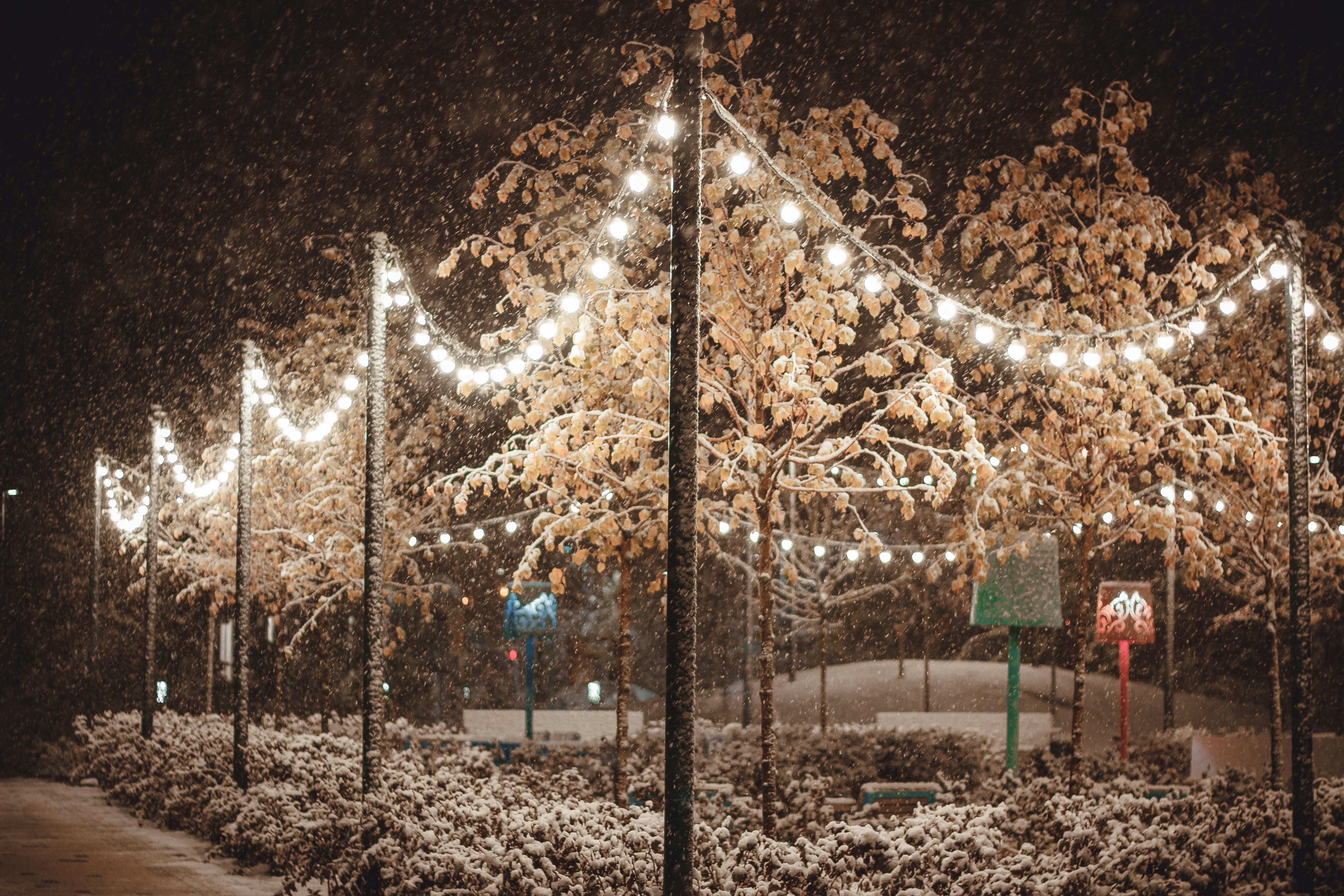 trees between lights