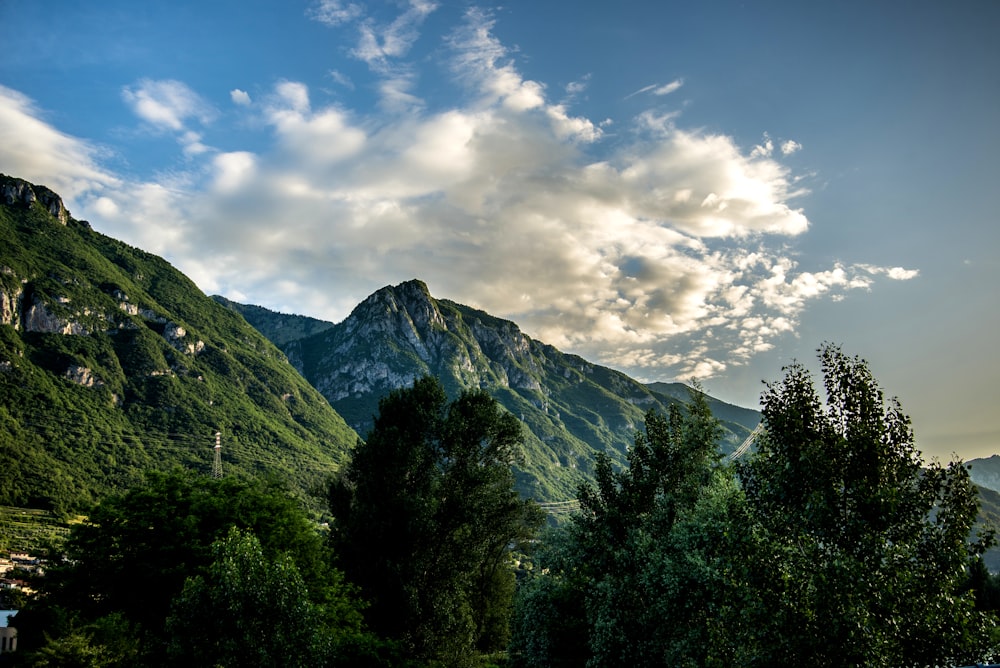 forest near mountain