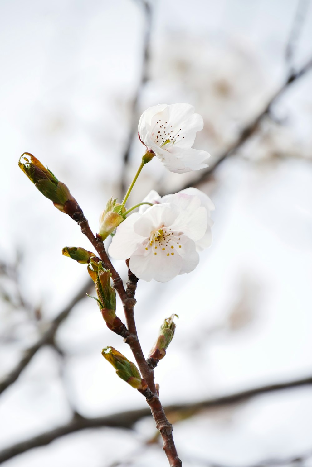 white cherry blossom flowers