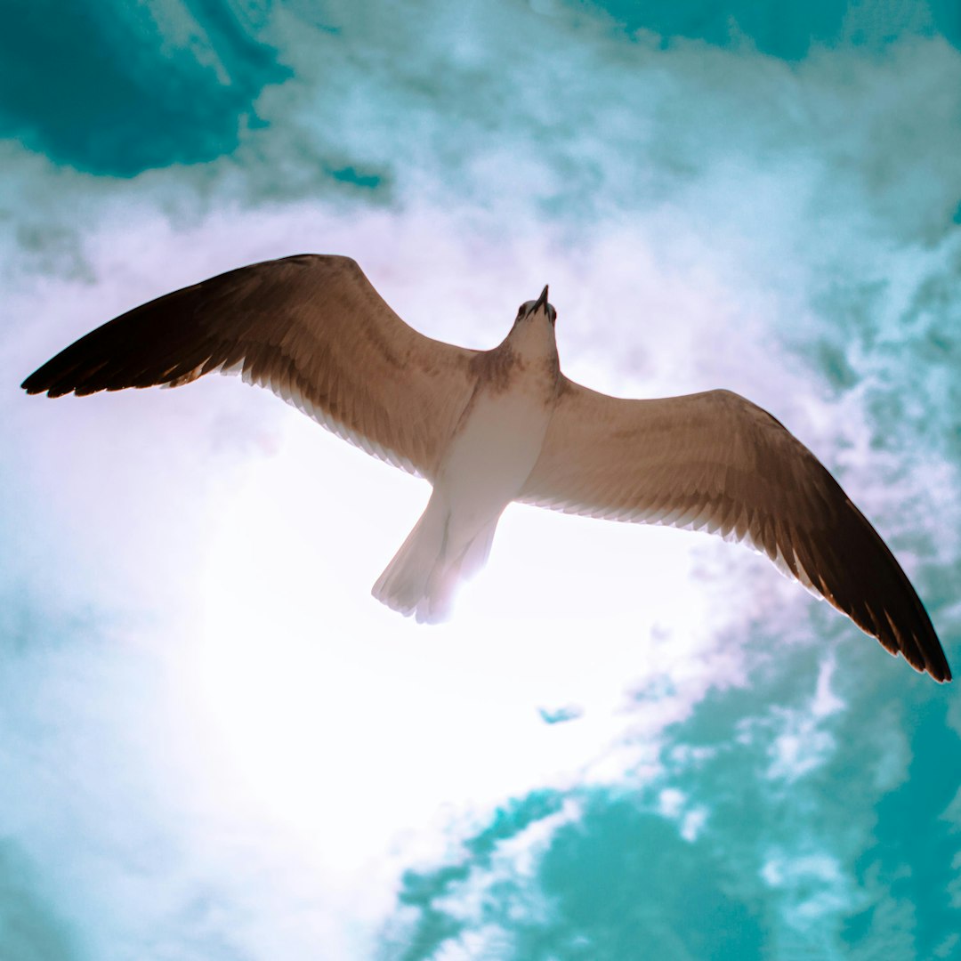  brown and white bird dove