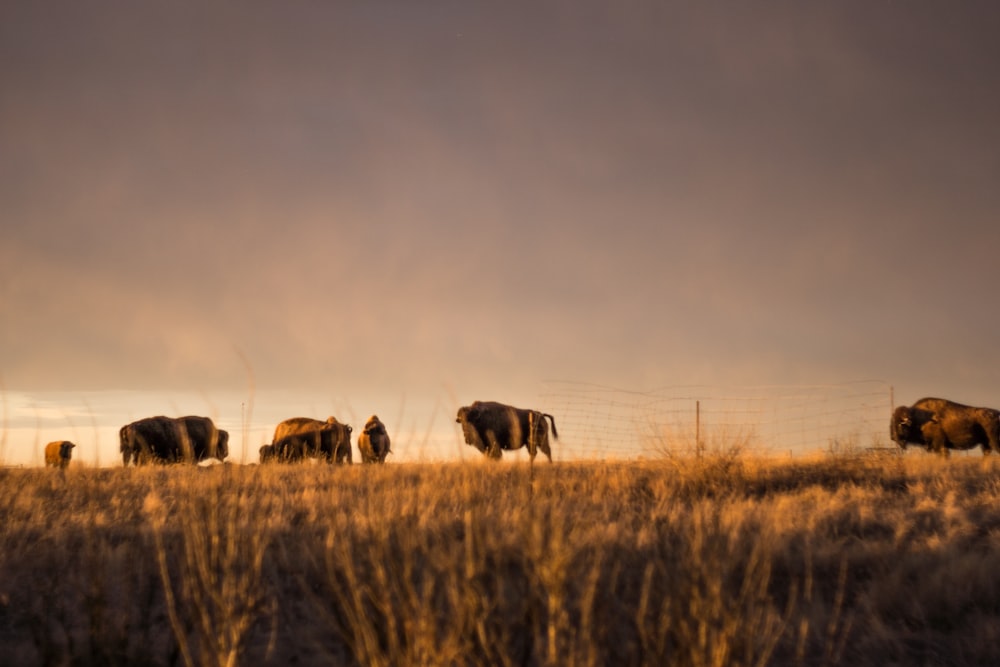 Bison auf Rasen