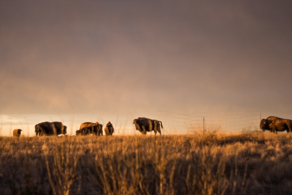 bison on grass field