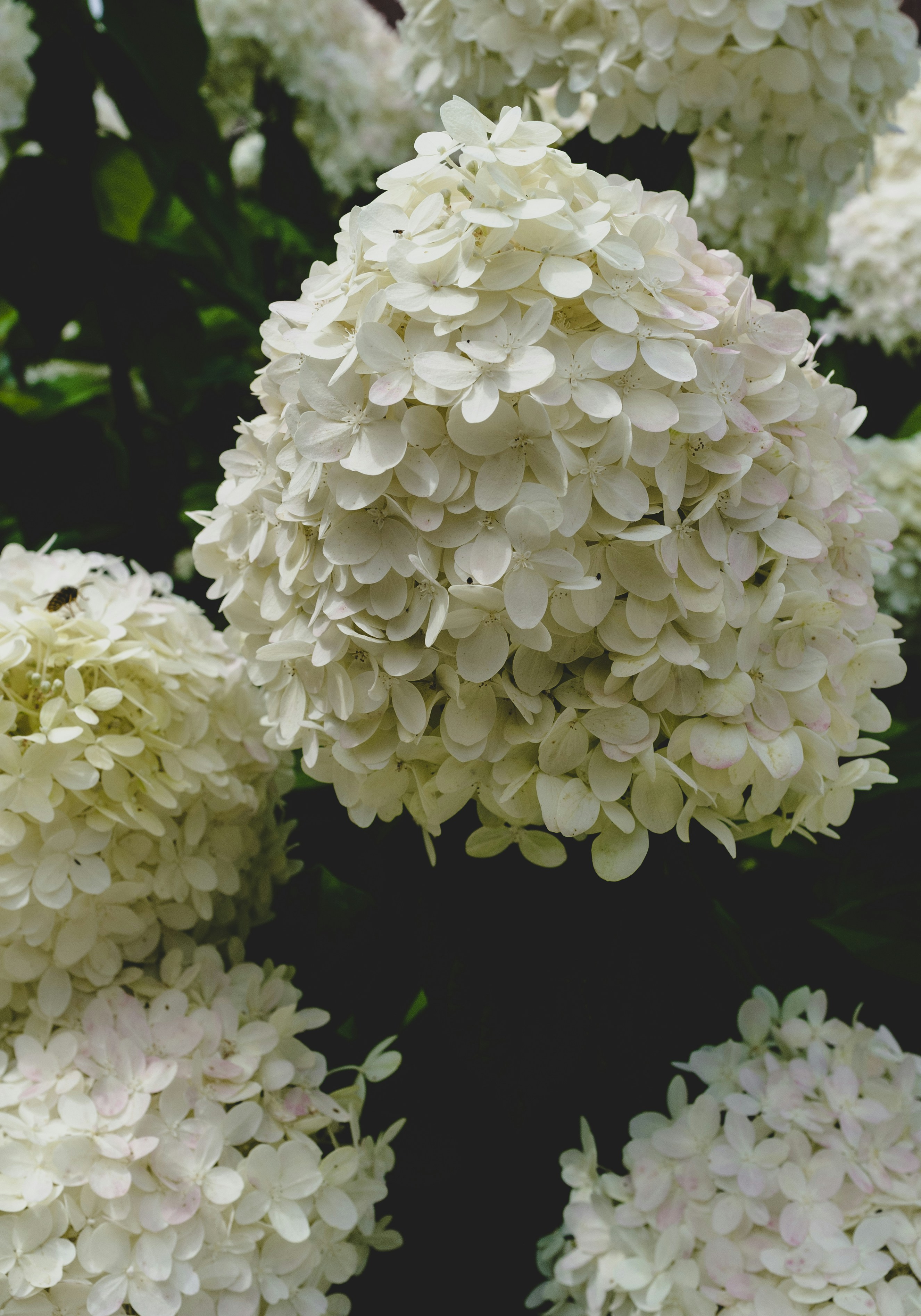 Photo by moisamihai092