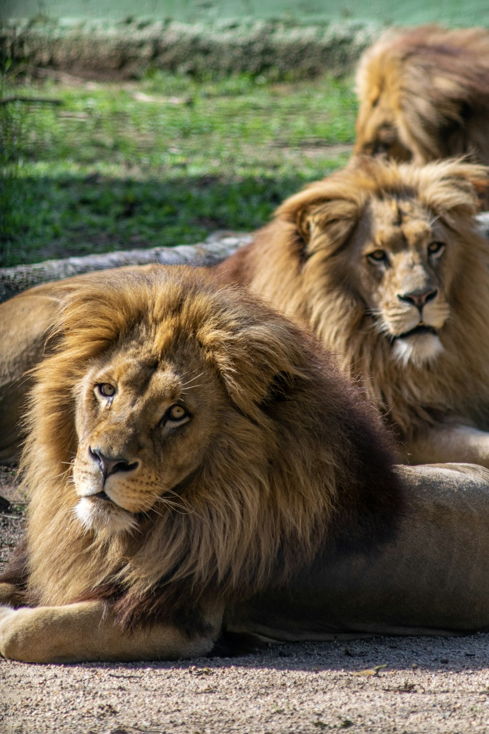 deux lions bruns
