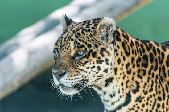 a close up of a leopard near a tree branch