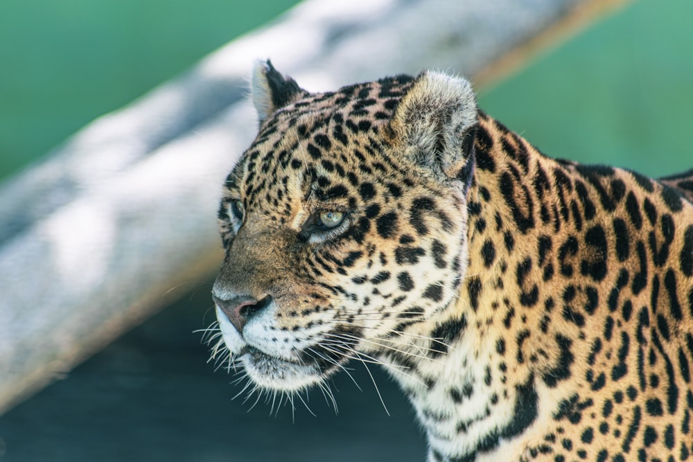 a close up of a leopard near a tree branch