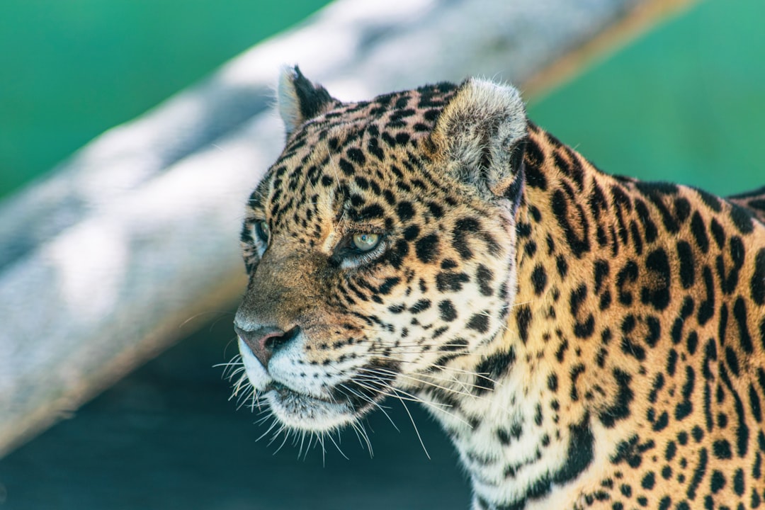 travelers stories about Wildlife in Pomerode - SC, Brasil