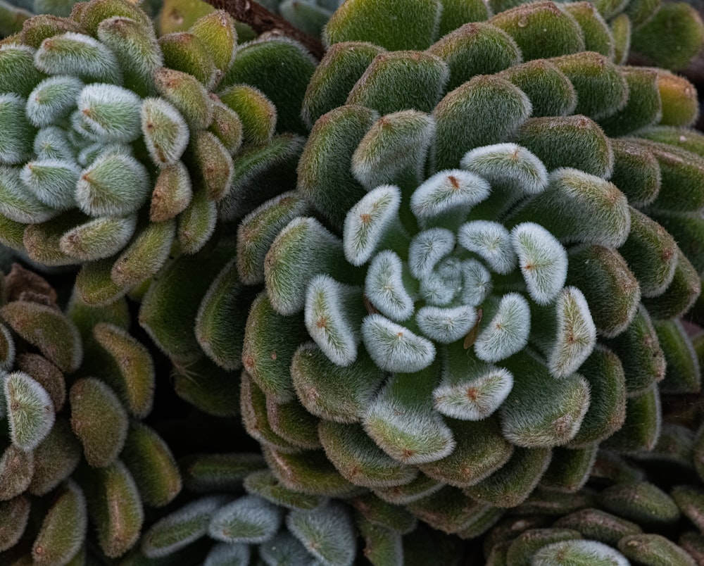 close up photography of succulent plants
