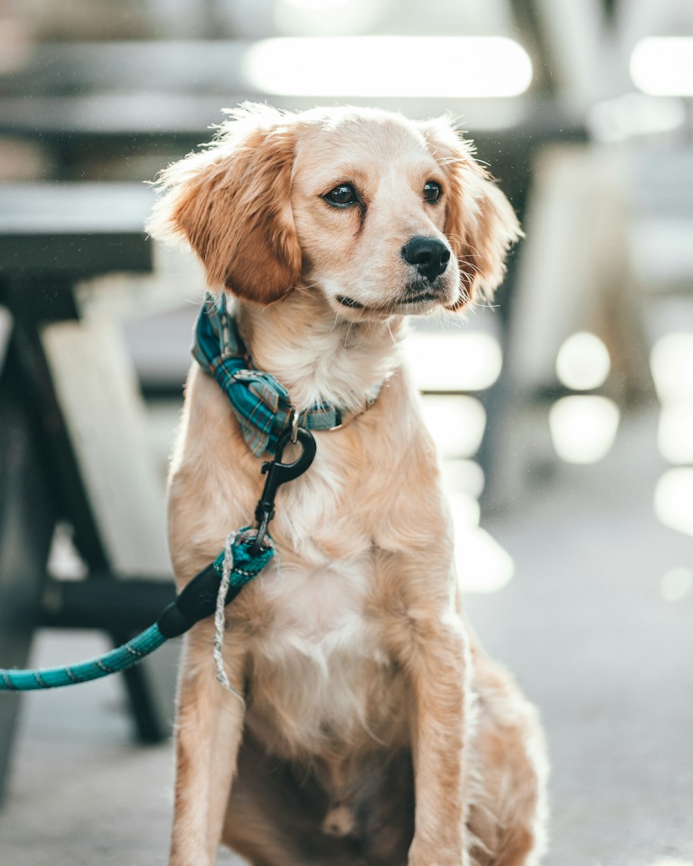 long-coated brown dog