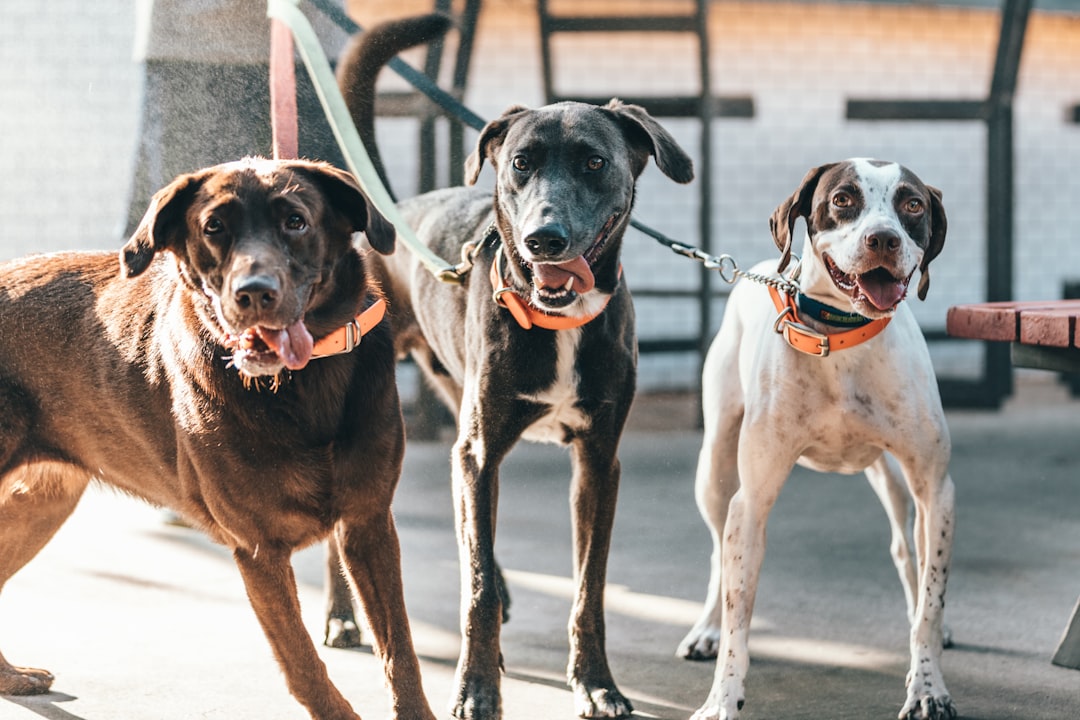 three short-coated brown and black dogs