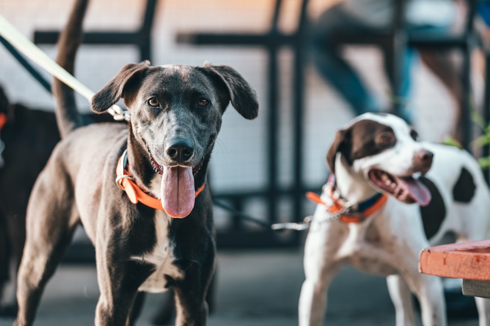 Photographie sélective de deux chiens bruns et blancs avec collier
