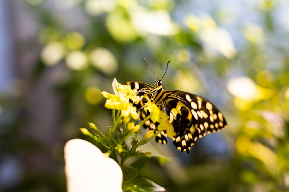black and yellow butterfly on yellow petaled flowers