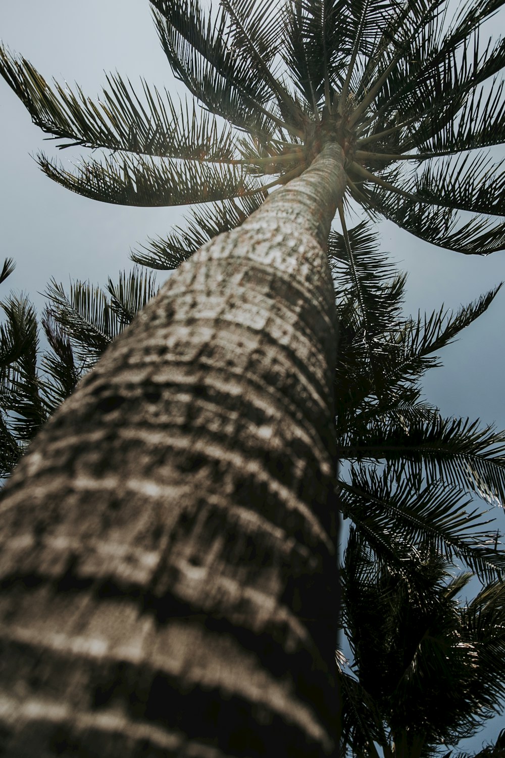 green palm trees