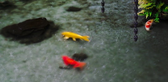 A tranquil pond with colorful koi fish swimming around. There are three main fish visible: one yellow, one red, and one white with red markings. A chain of black links hangs vertically, suggesting a drainage or decorative feature. Ferns and greenery decorate the right side, adding to the serene atmosphere.