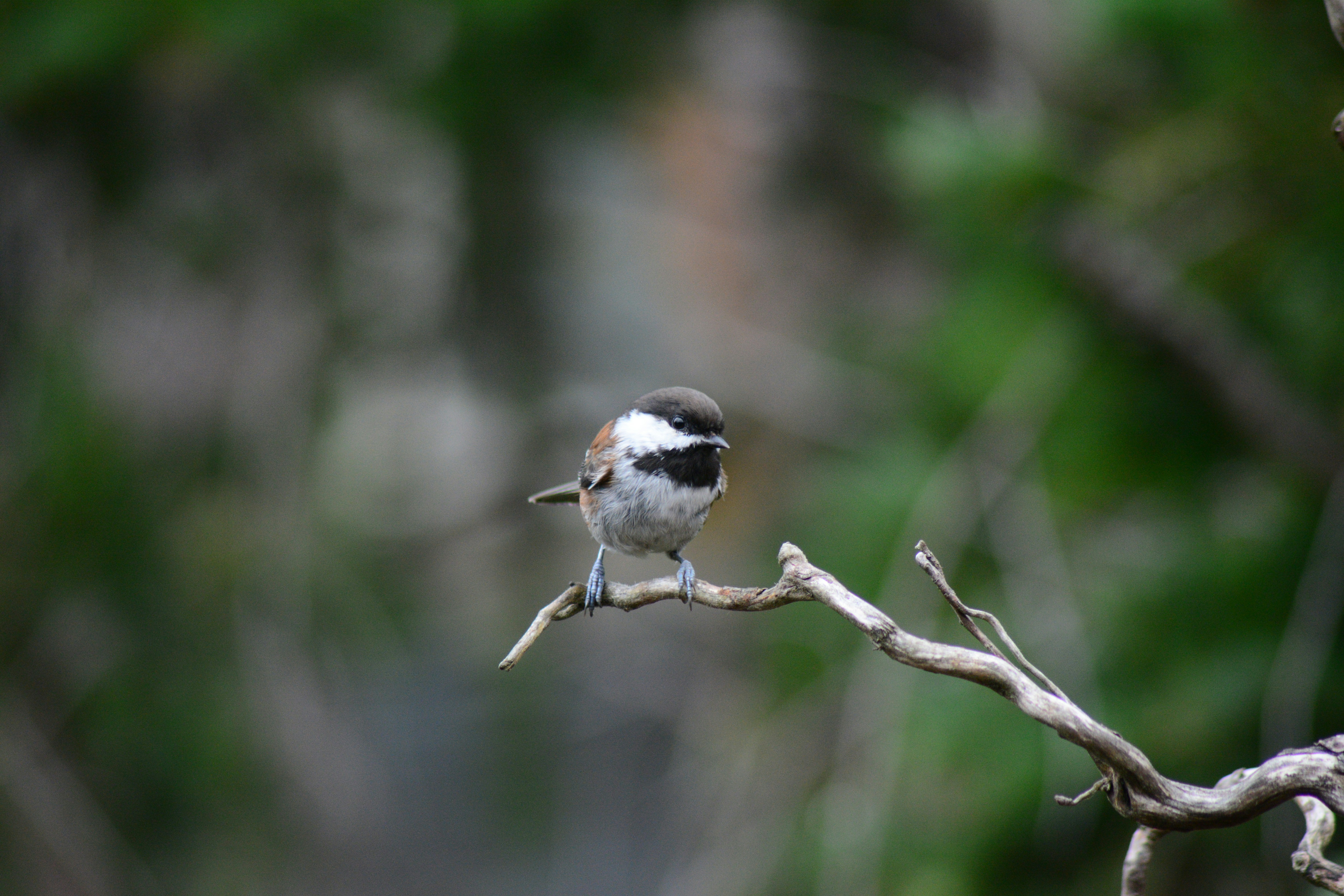 Photo by bryanhanson