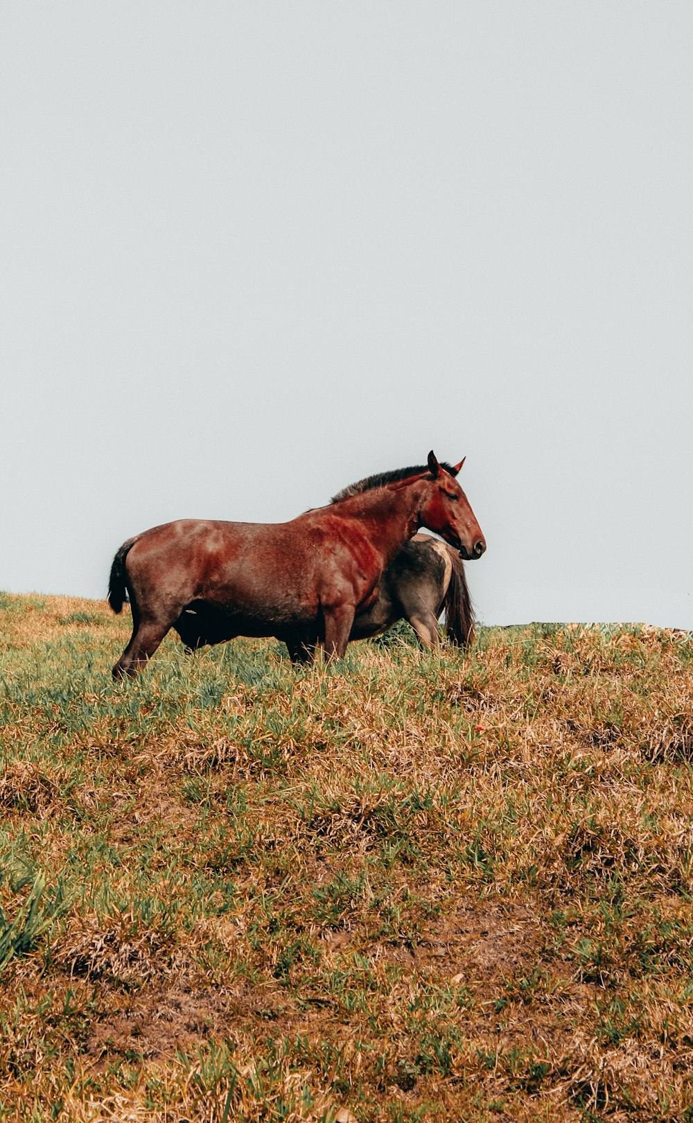 two brown horses on grass field