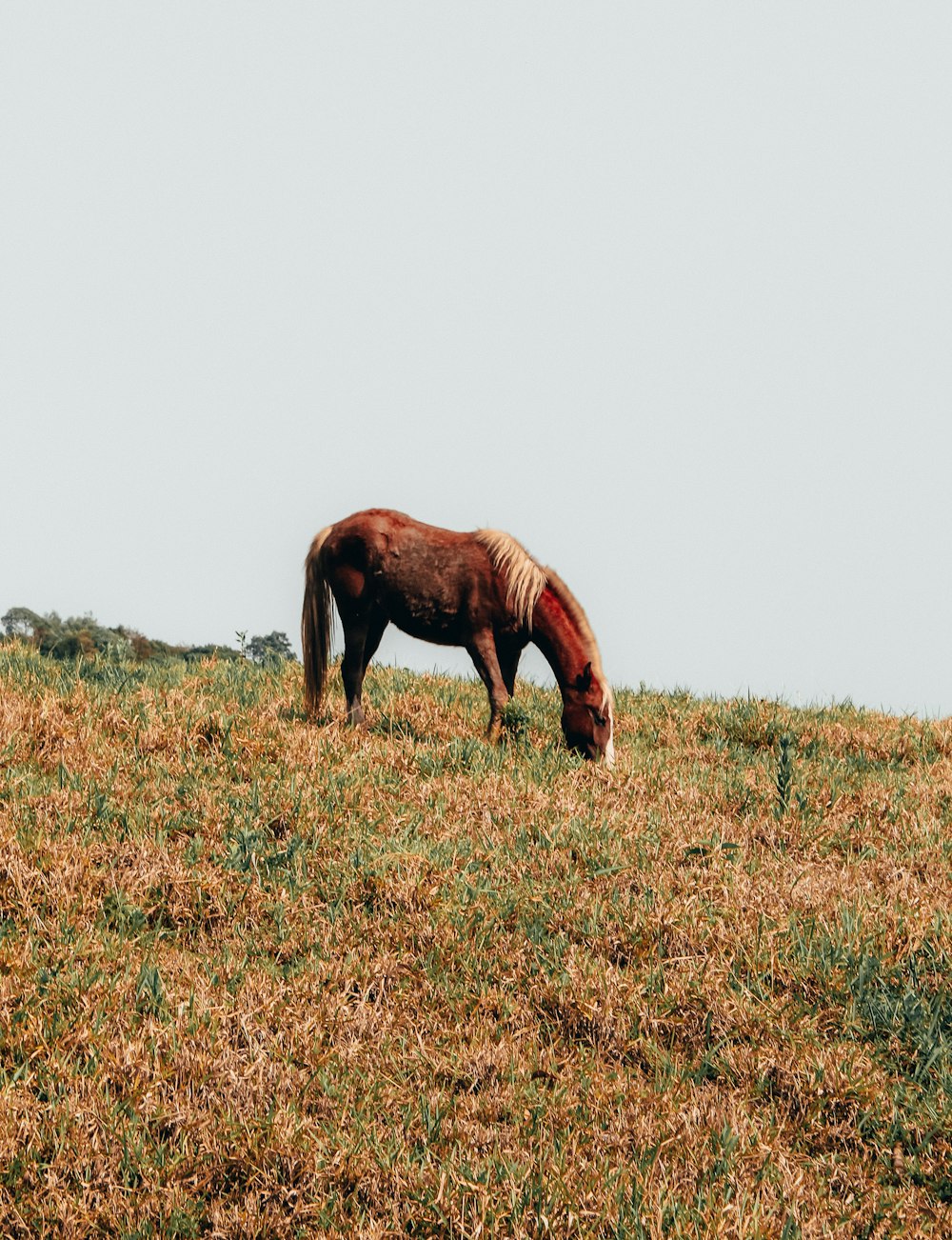 horse eating grass in field