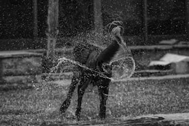 A black dog energetically shakes off water, creating a dynamic splash pattern around it. The background features a grassy area and a stone structure. The image is in black and white, highlighting the contrast between the dog and the water droplets.