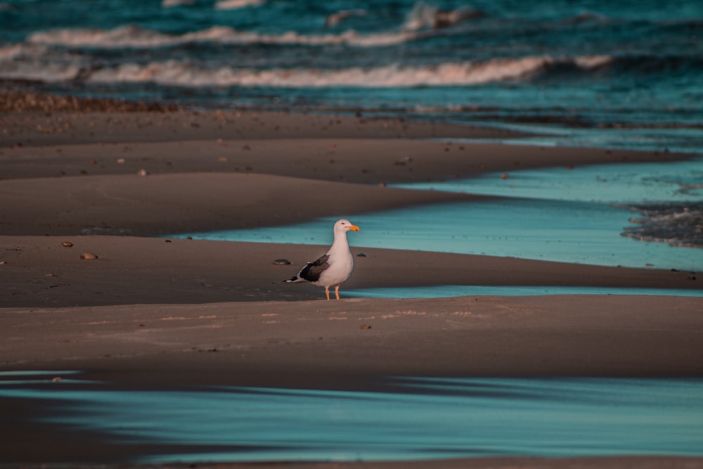 white and black bird standing beside body of water