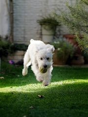 A joyful dog chewing on a bright, textured dog teeth ball outdoors.
