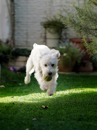 A joyful dog playing fetch in a sunlit garden with lush greenery around.