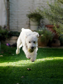 selective focus photography of running white dog biting green ball