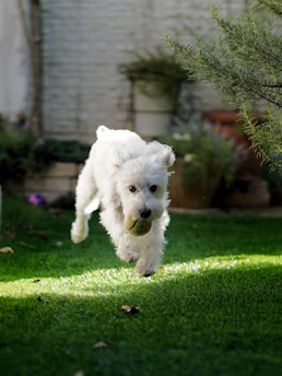 A joyful dog playing fetch in a sunny backyard during a pet sitting visit.