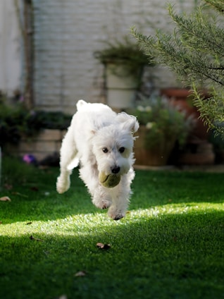 A joyful dog chewing on a bright, textured dog teeth ball outdoors.