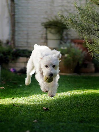 A lively Chihuahua excitedly playing with a colorful enrichment ball in the backyard.