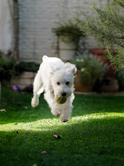 Rio the Podenco playfully chasing a ball in a sunlit garden.