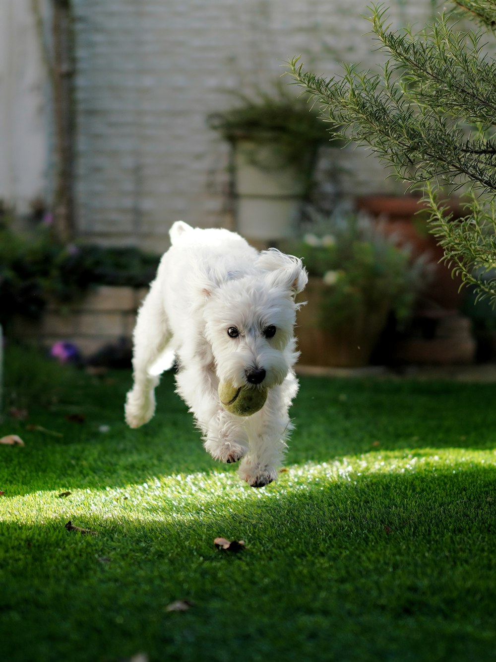 selective focus photography of running white dog biting green ball