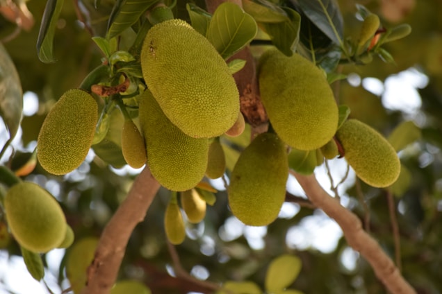 tender jackfruit/ green jackfruit