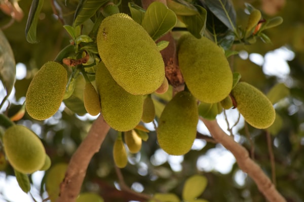 Jackfruit (Kathal in English)