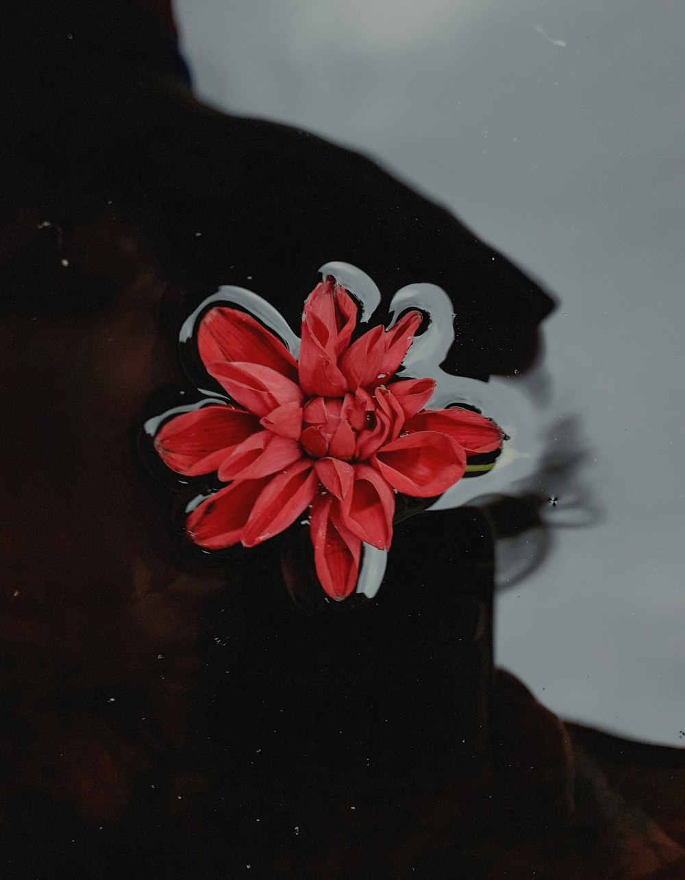 red flower floating on water