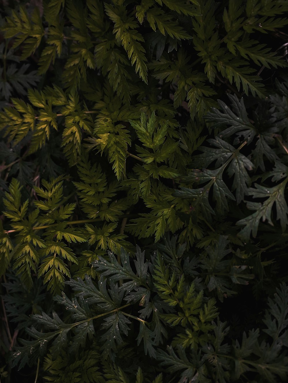 green leafed plant