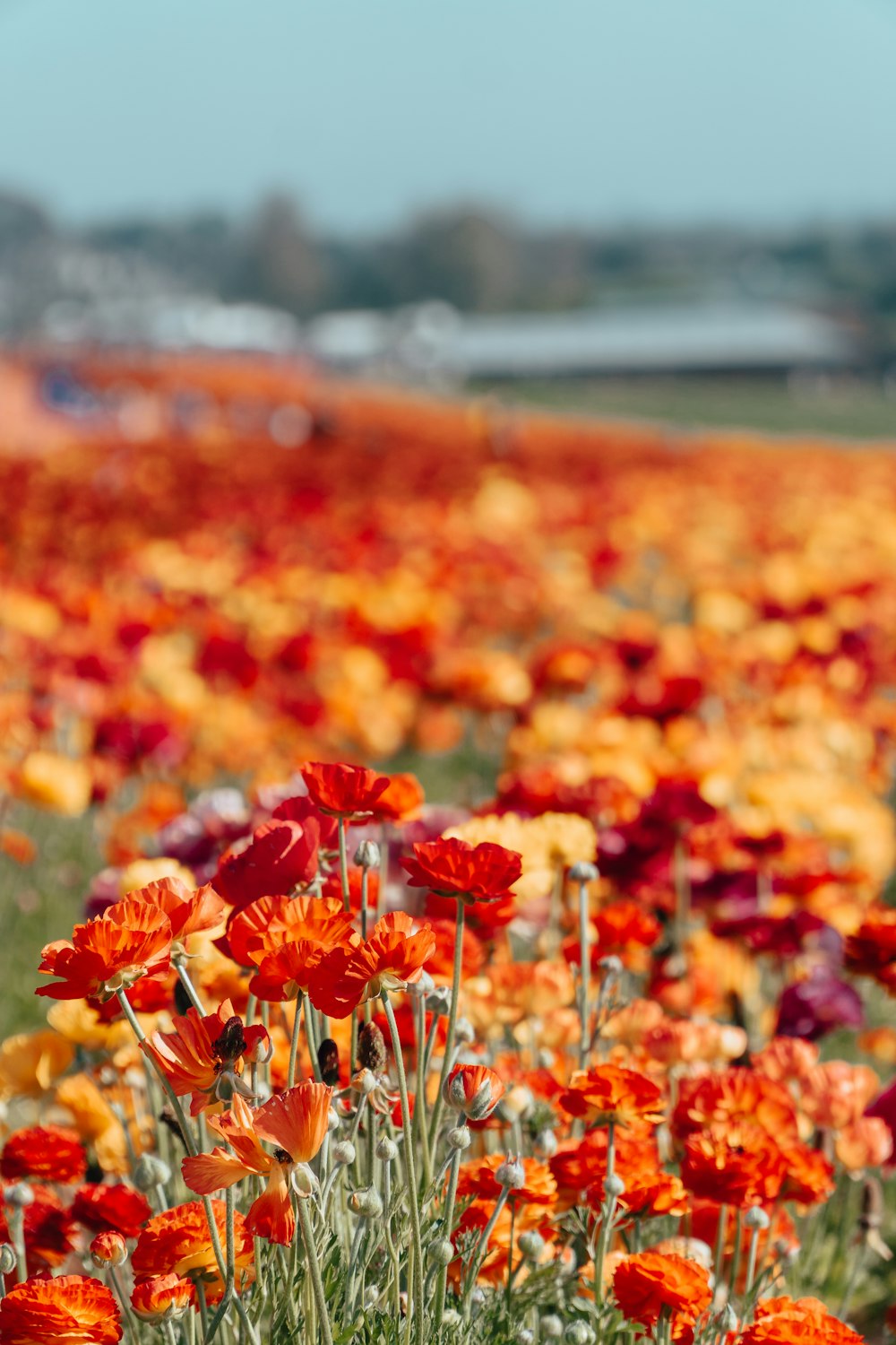 rotes und gelbes Blumenfeld