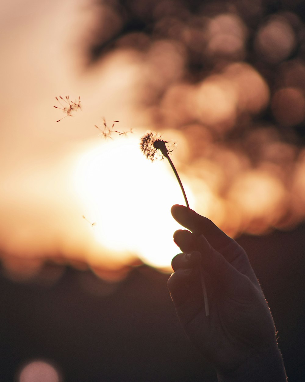 person holding dandelion flower