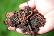A handful of dark, rich soil teeming with multiple earthworms. The soil appears moist and is being held in a person's open hand, with the worms visible in various shades of brown and pink. The background is blurred but appears to be a bright green, likely indicating grass or plants.