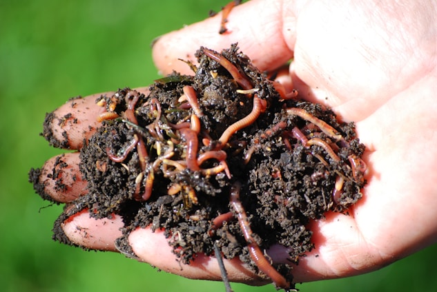 A handful of dark, rich soil teeming with multiple earthworms. The soil appears moist and is being held in a person's open hand, with the worms visible in various shades of brown and pink. The background is blurred but appears to be a bright green, likely indicating grass or plants.