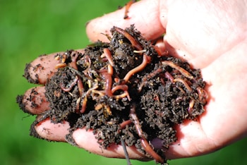 A handful of dark, rich soil teeming with multiple earthworms. The soil appears moist and is being held in a person's open hand, with the worms visible in various shades of brown and pink. The background is blurred but appears to be a bright green, likely indicating grass or plants.