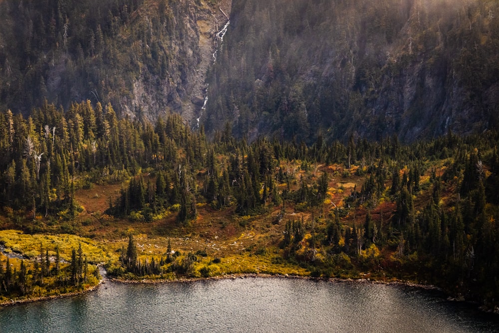 green pine trees