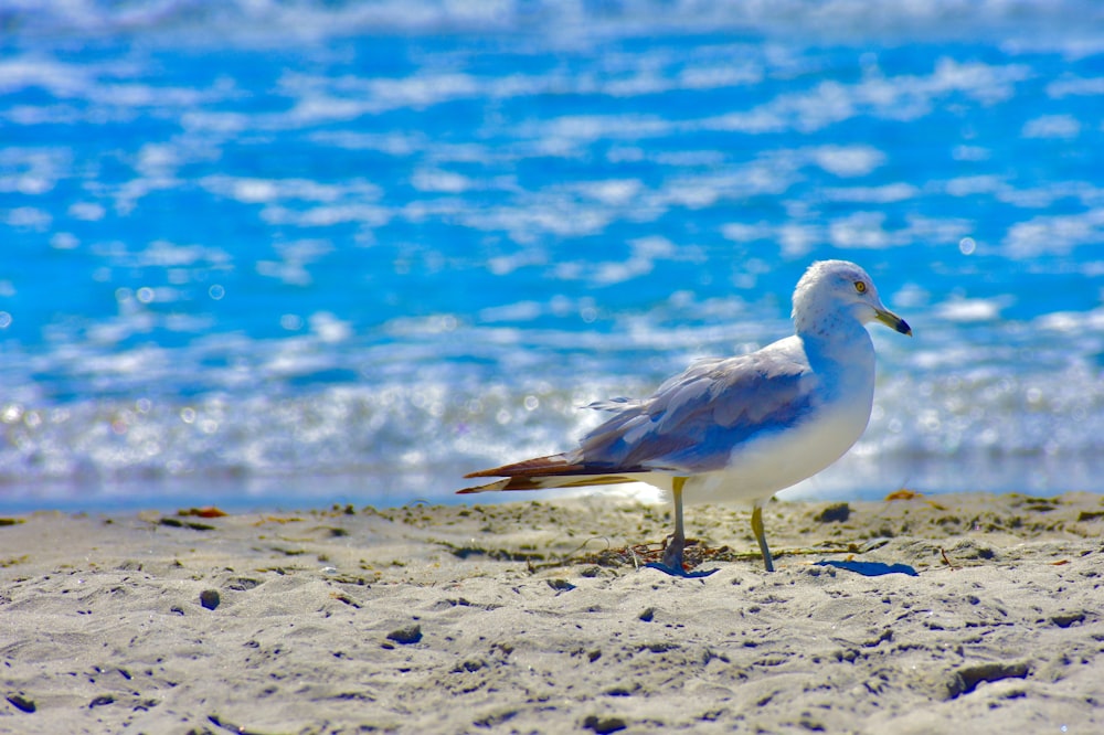 white and gray seagull on sand