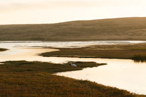 A peaceful marshland scene with birds flying over the water at golden hour