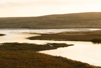 A peaceful marshland scene with birds flying over the water at golden hour