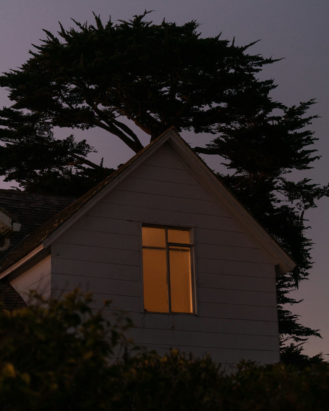 white house beside tree